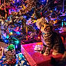 animal, bell, cat, celebration, christmas_lights, christmas_tree, collar, colorful_lights, curious, cute, festive, gift_wrapping, holiday_decorations, indoor, ornaments, pet, presents, tabby_cat, winter_holiday, wrapped_gifts