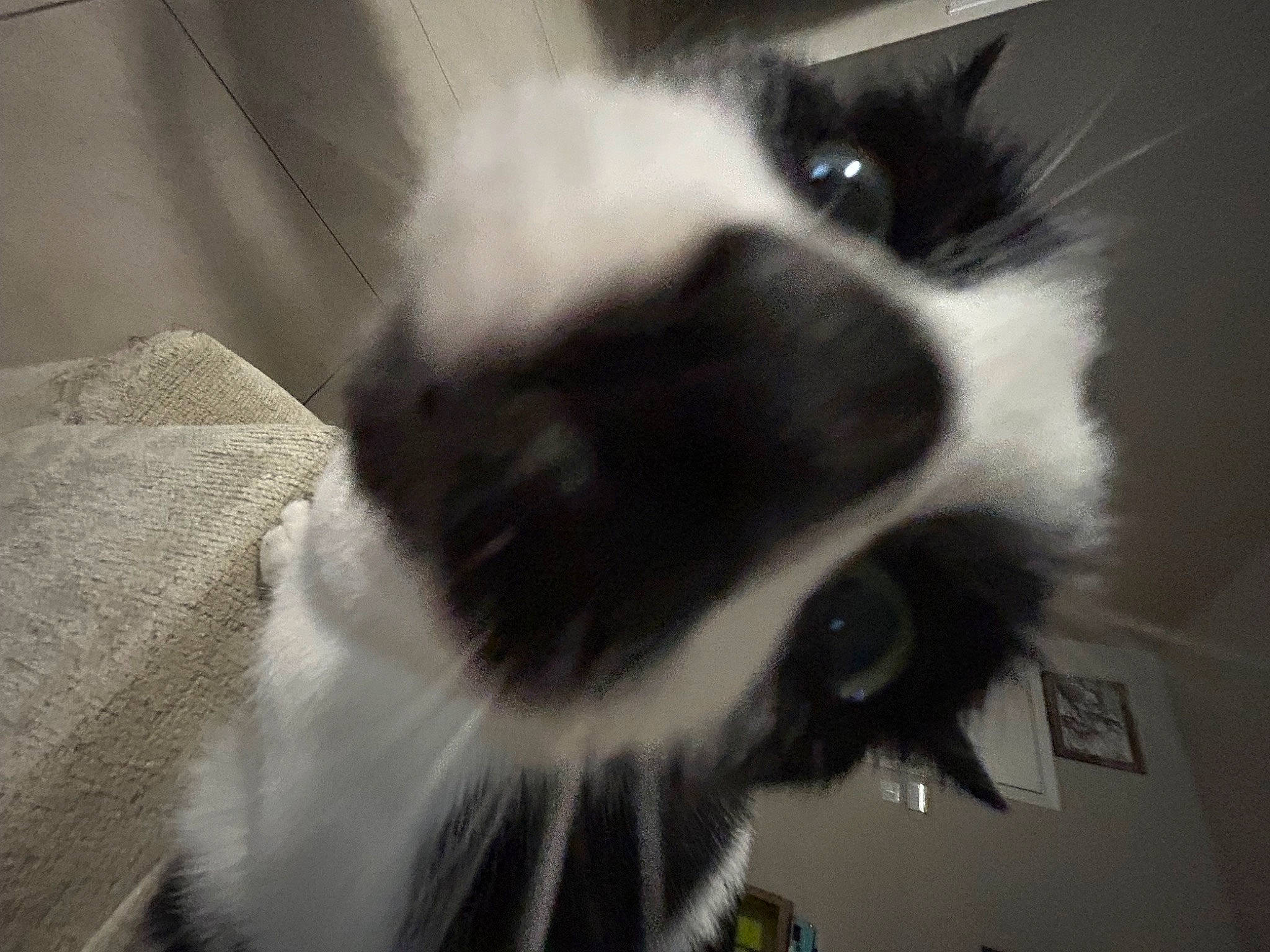 Atlas joined the competition — help win amazing prizes! balinese, carnivore, cat, claw, companion_dog, dog_breed, domestic_short_haired_cat, felidae, fur, monochrome_photography, paw, small_to_medium_sized_cats, snout, tail, terrestrial_animal, whiskers