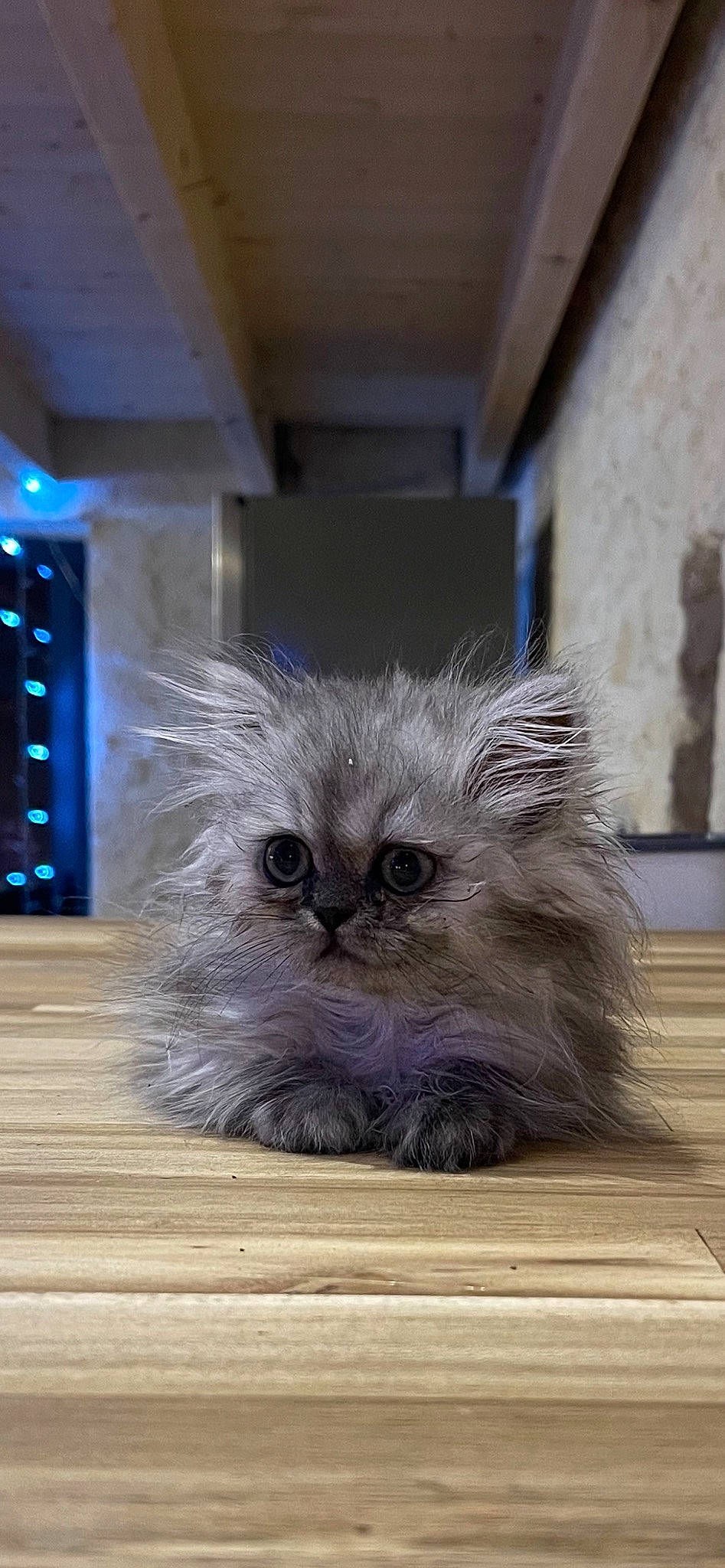 Shyppie a rejoint le concours — aidez-le/la à gagner de superbes lots ! carnivore, cat, claw, companion_dog, electric_blue, fawn, felidae, flooring, fur, grey, hardwood, paw, photo_caption, small_to_medium_sized_cats, snout, table, terrestrial_animal, toy_dog, whiskers, wood