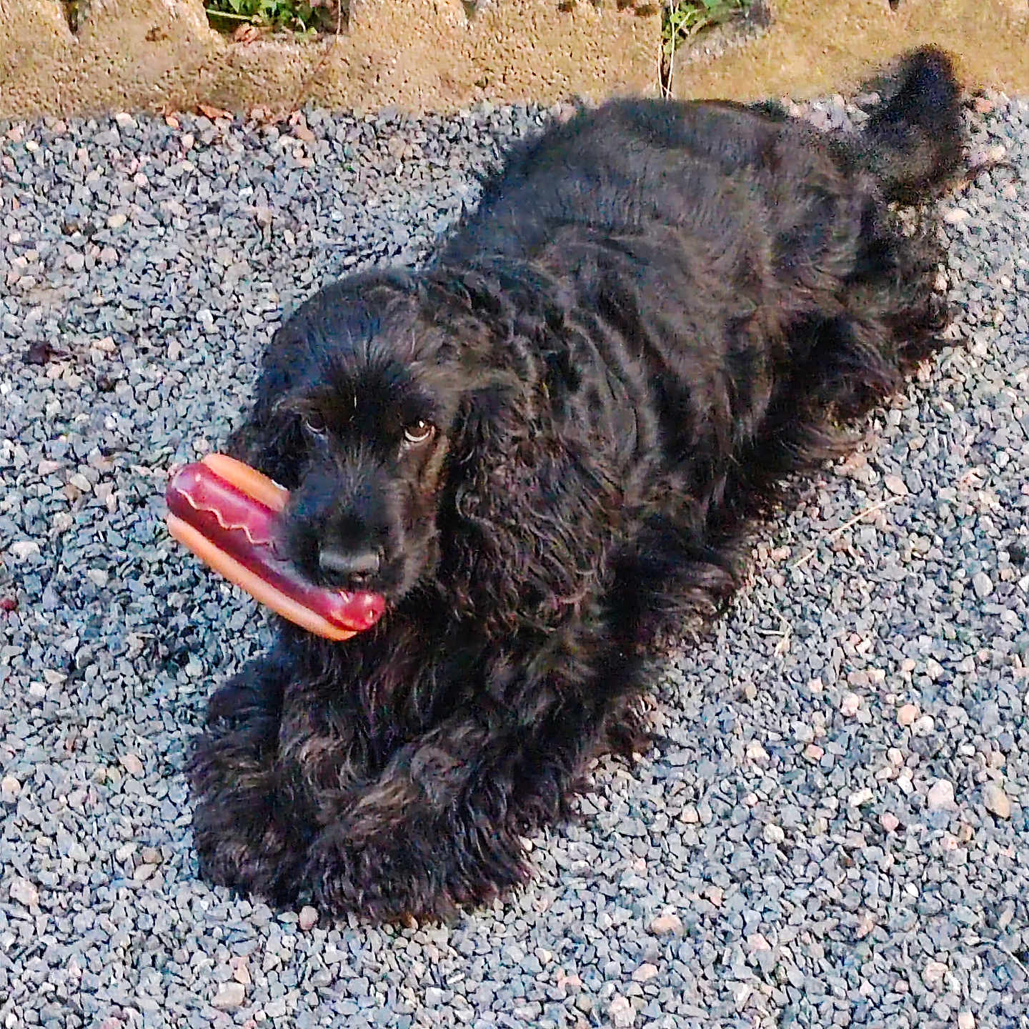 Schakira a rejoint le concours — aidez-le/la à gagner de superbes lots ! animal, black_dog, canine, close_up, cute, daylight, dog, fur, garden_border, grass, gravel, hot_dog_toy, lying_down, nature, outdoor, pet, pet_toy, playful, resting, toy