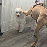 dog, dogs, white_dog, tan_dog, fluffy, harness, pink_harness, standing, smiling, open_mouth, pet, indoor, curtains, window, floor, wood_floor, home, portrait, photobomb, canine