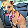 Prada a rejoint le concours — aidez-le/la à gagner de superbes lots ! dog, canine, pet, sitting, smiling, tongue_out, harness, pink_harness, leash, car, car_interior, back_seat, road_trip, happy, portrait, tan_fur, short_hair, floppy_ear, outdoor, passenger