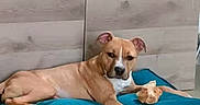 Prada participe au concours pour gagner de l'argent avec cette photo : dog, pet, tan_dog, white_markings, lying_down, dog_bed, turquoise_bed, indoor, wood_paneling, tile_floor, toy, stuffed_animal, relaxed, looking_at_camera, floppy_ears, paws, animal_portrait, phone_screenshot, home, furniture