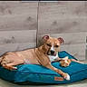 dog, pet, tan_dog, white_markings, lying_down, dog_bed, turquoise_bed, indoor, wood_paneling, tile_floor, toy, stuffed_animal, relaxed, looking_at_camera, floppy_ears, paws, animal_portrait, phone_screenshot, home, furniture