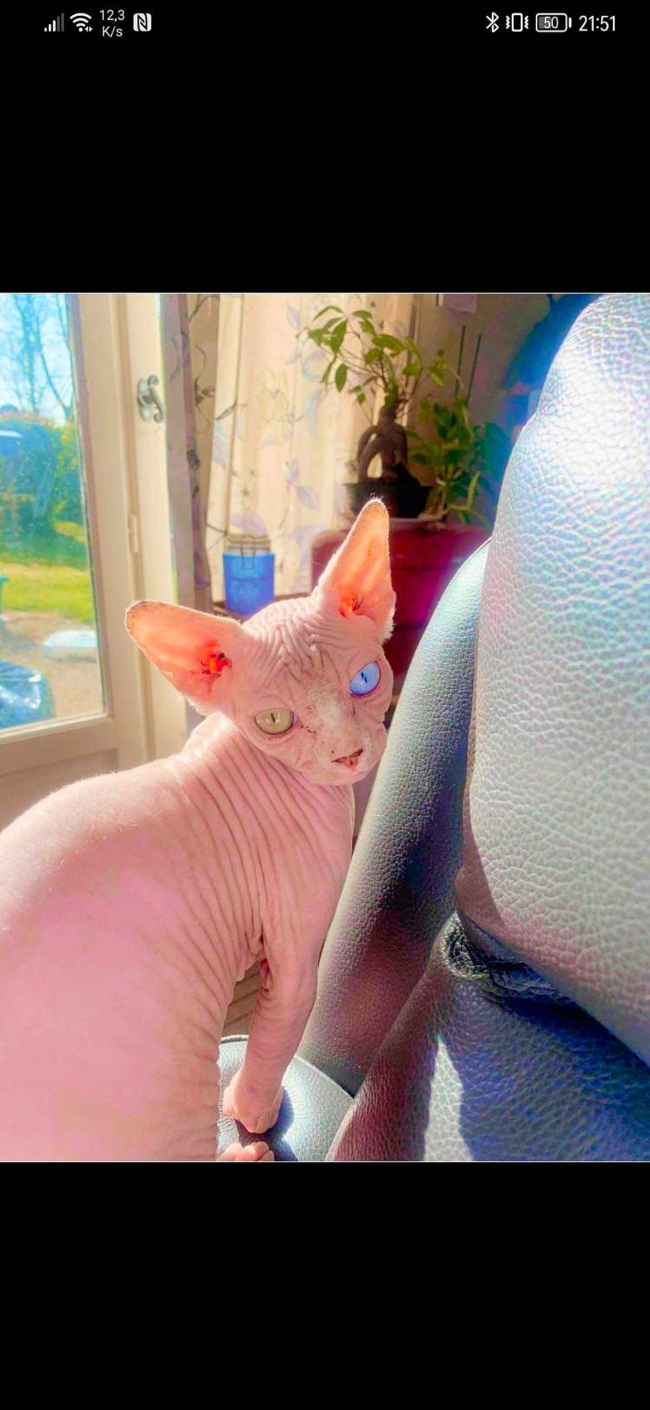 Playboy a rejoint le concours — aidez-le/la à gagner de superbes lots ! carnivore, cat, ear, electric_blue, fawn, felidae, finger, gesture, human_leg, nail, pink, plant, room, small_to_medium_sized_cats, tail, terrestrial_animal, textile, thumb, whiskers, wrist