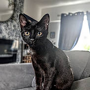 Rosie is registered to the contest to win money with this photo: black_cat, cat, pet, animal, feline, indoors, living_room, couch, gray_couch, curtains, window, wallpaper, fur, ears, whiskers, eyes, sitting, domestic_cat, furniture, home
