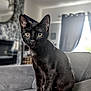 black_cat, cat, pet, animal, feline, indoors, living_room, couch, gray_couch, curtains, window, wallpaper, fur, ears, whiskers, eyes, sitting, domestic_cat, furniture, home