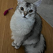 Freyja participe au concours pour gagner de l'argent avec cette photo : animal, cat, closeup, curious, cute, domestic, ears, feline, floor, fluffy, gray, indoor, looking_up, pet, sitting, tail, toy_mouse, whiskers, white, wooden_floor