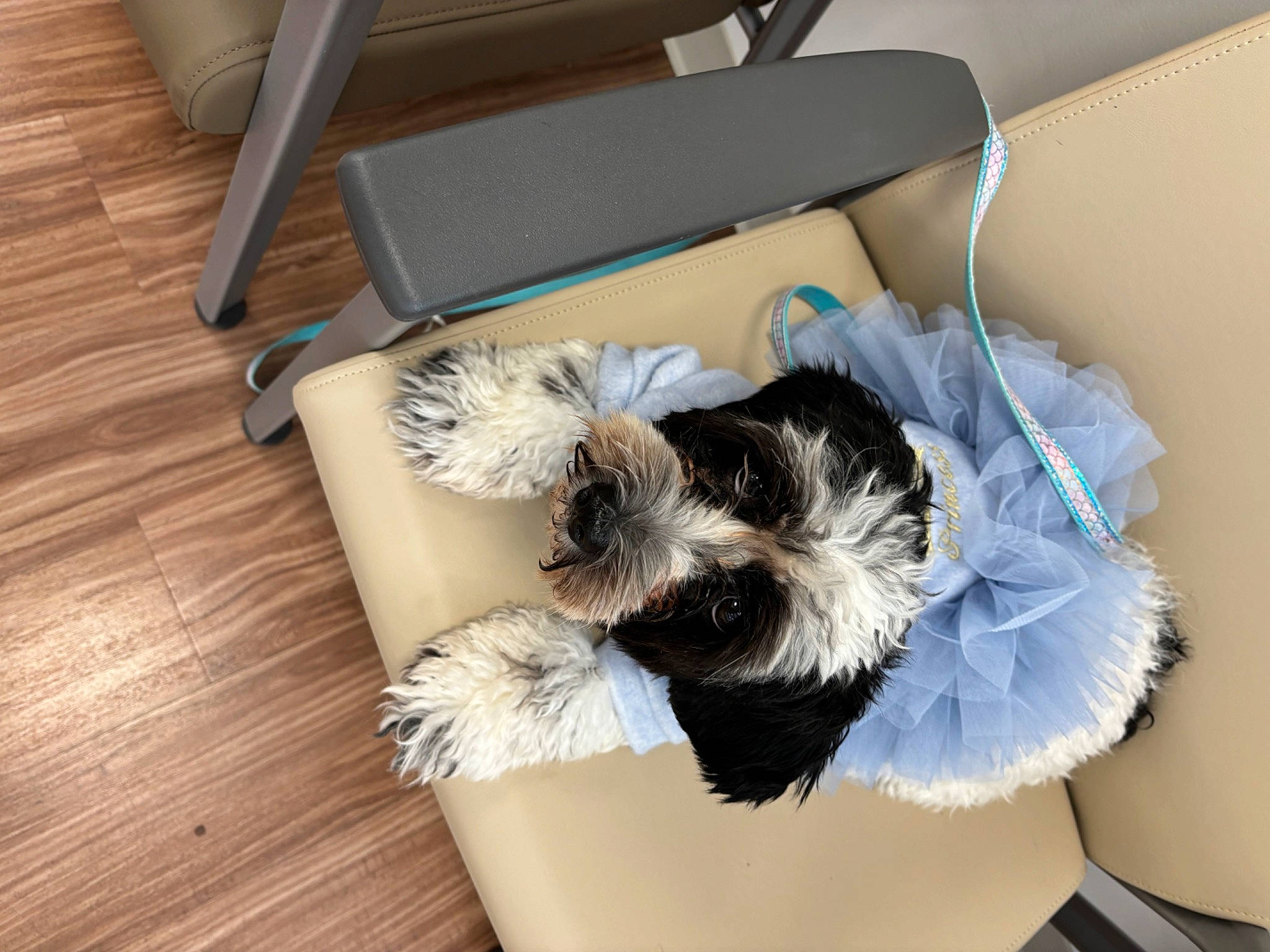 Babydiva joined the competition — help win amazing prizes! bow_tie, carnivore, comfort, companion_dog, dog, dog_breed, dog_supply, felidae, flooring, fur, hardwood, room, small_terrier, sporting_group, tail, terrier, toy_dog, varnish, wood, wood_stain