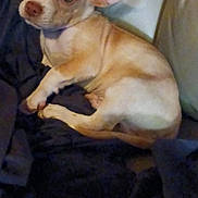 Mack is registered to the contest to win money with this photo: puppy, dog, small_dog, tan_and_white, blanket, couch, indoor, pet, young_dog, fur, ears, cute, animal, resting, looking_back, domestic_animal, companion, cozy, canine, laying_down