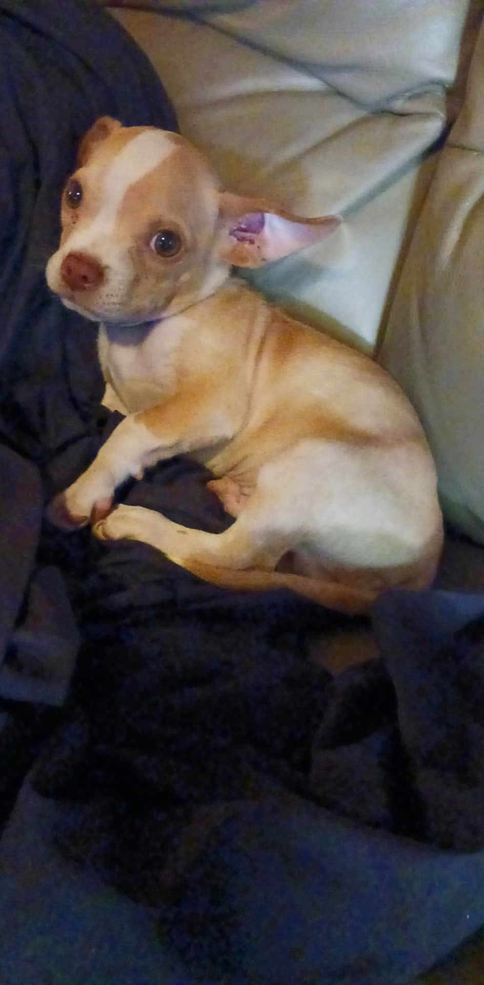 Mack is registered to the contest to win money with this photo: puppy, dog, small_dog, tan_and_white, blanket, couch, indoor, pet, young_dog, fur, ears, cute, animal, resting, looking_back, domestic_animal, companion, cozy, canine, laying_down