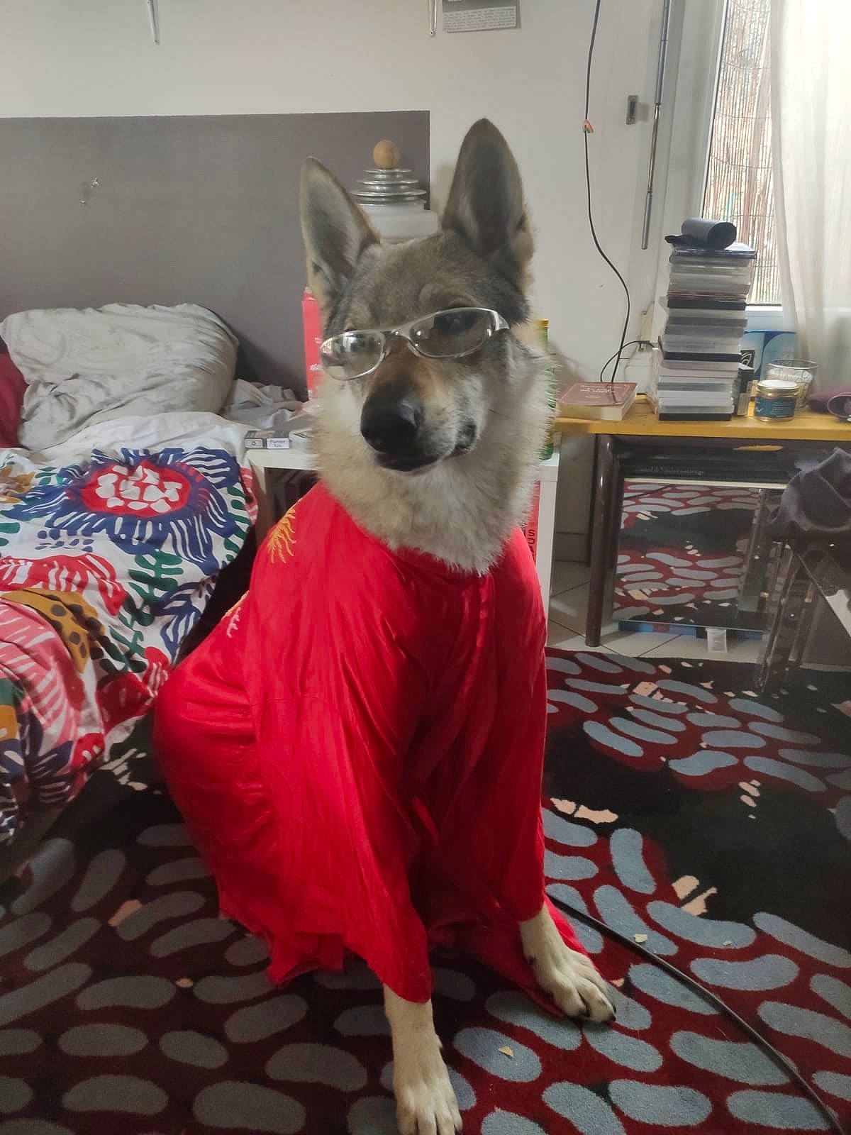 Loup a rejoint le concours — aidez-le/la à gagner de superbes lots ! canidae, carnivore, carpet, collar, couch, dog, dog_breed, dog_clothes, dog_supply, floor, flooring, fur, home_accessories, interior_design, linens, living_room, room, snout, working_animal