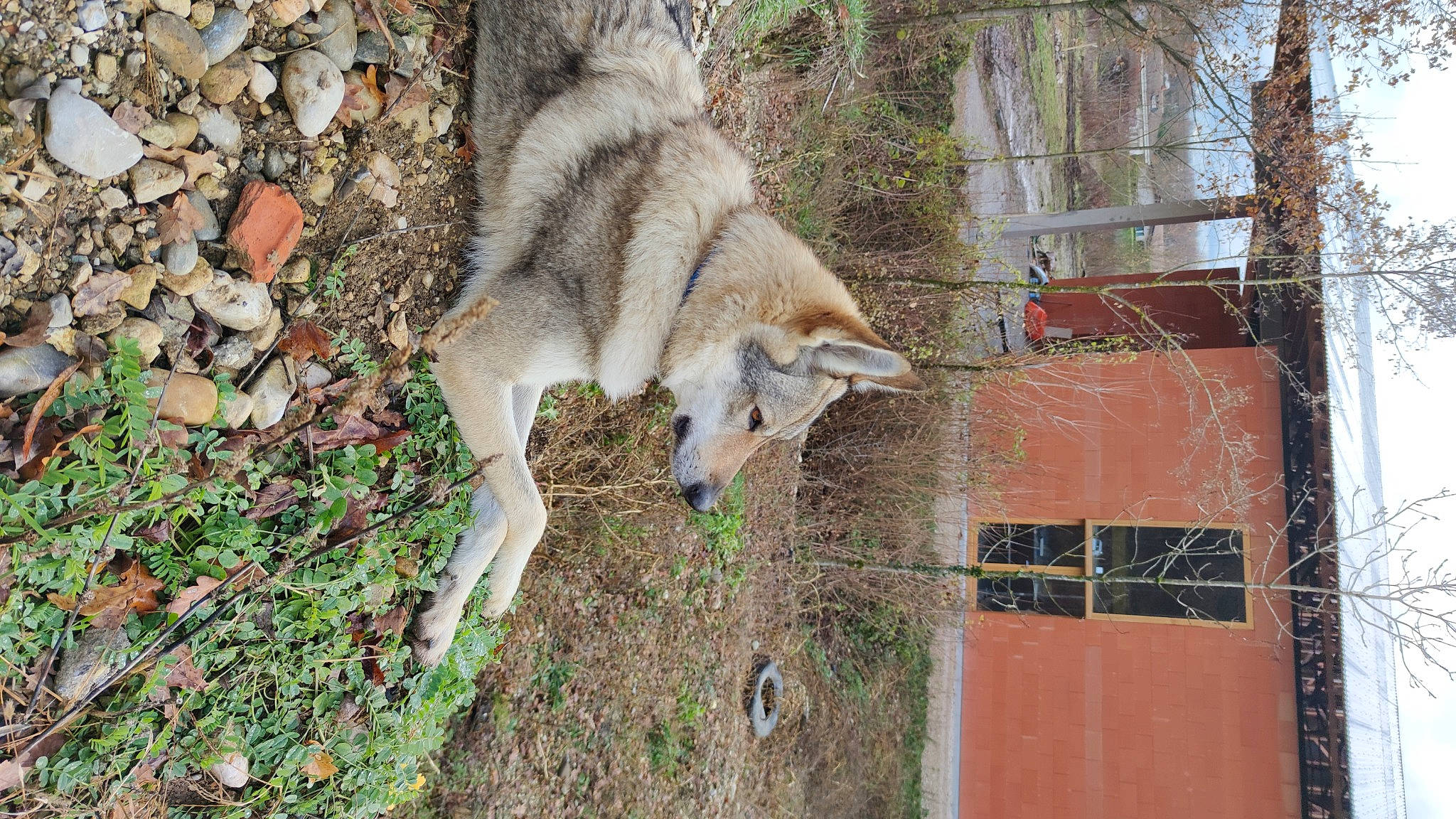 Loup a rejoint le concours — aidez-le/la à gagner de superbes lots ! canidae, canis, canis_lupus_tundrarum, carnivore, coyote, dog, fur, native_american_indian_dog, northern_inuit_dog, red_wolf, saarloos_wolfdog, sash_window, sled_dog, snout, sulimov_dog, terrestrial_animal, vertebrate, wildlife, wolf, wolfdog