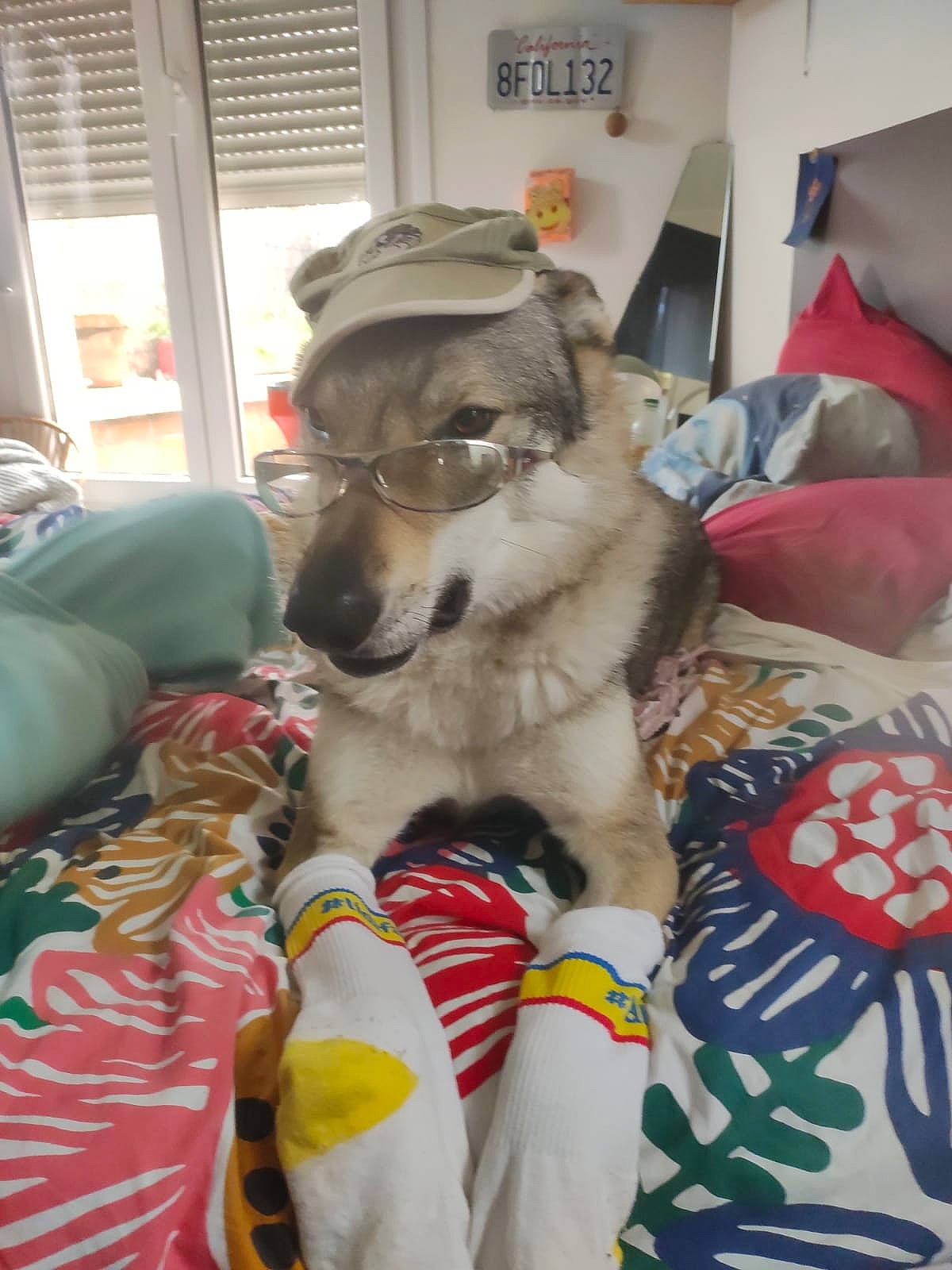 Loup a rejoint le concours — aidez-le/la à gagner de superbes lots ! canidae, carnivore, comfort, companion_dog, couch, dog, dog_breed, dog_supply, fawn, flooring, fun, fur, linens, non_sporting_group, paw, play, room, sporting_group, stuffed_toy, working_dog