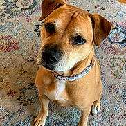 Sadie joined the competition — help win amazing prizes! dog, brown_dog, pet, animal, collar, indoor, carpet, patterned_rug, floor, wood_floor, cute, looking_up, sitting, ears, nose, paws, fur, domestic_animal, canine, companion