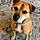 Sadie