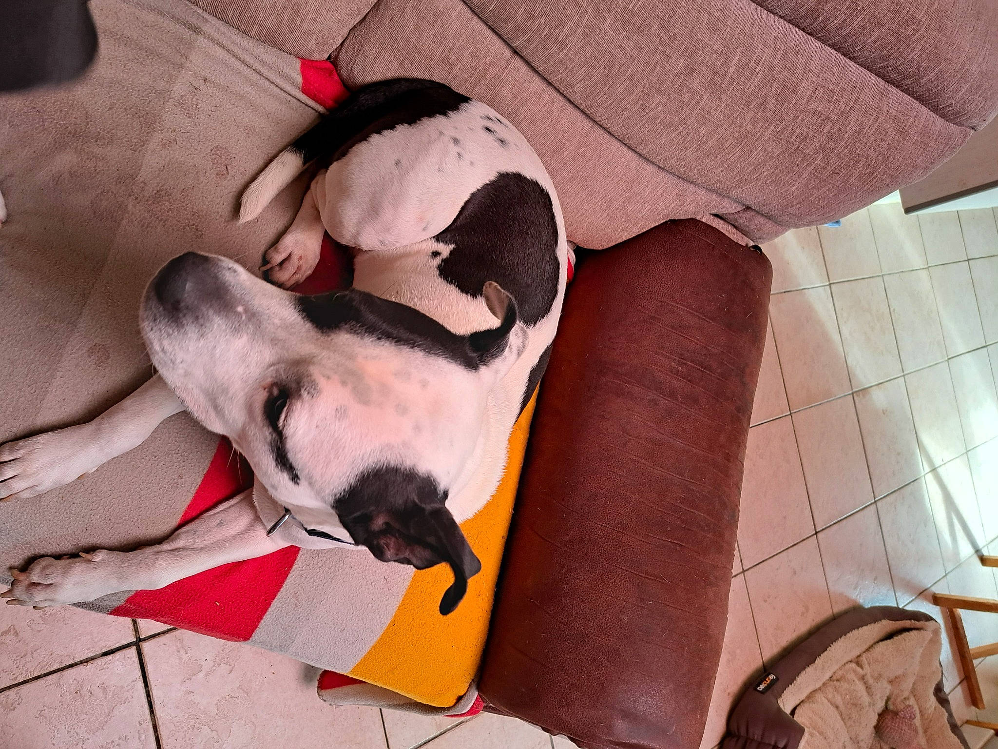 Mia participe au concours pour gagner de l'argent avec cette photo : carmine, carnivore, comfort, companion_dog, dog, dog_bed, dog_breed, dog_supply, fawn, flooring, fur, linens, nap, pattern, paw, snout, sporting_group, tail, tints_and_shades, working_animal