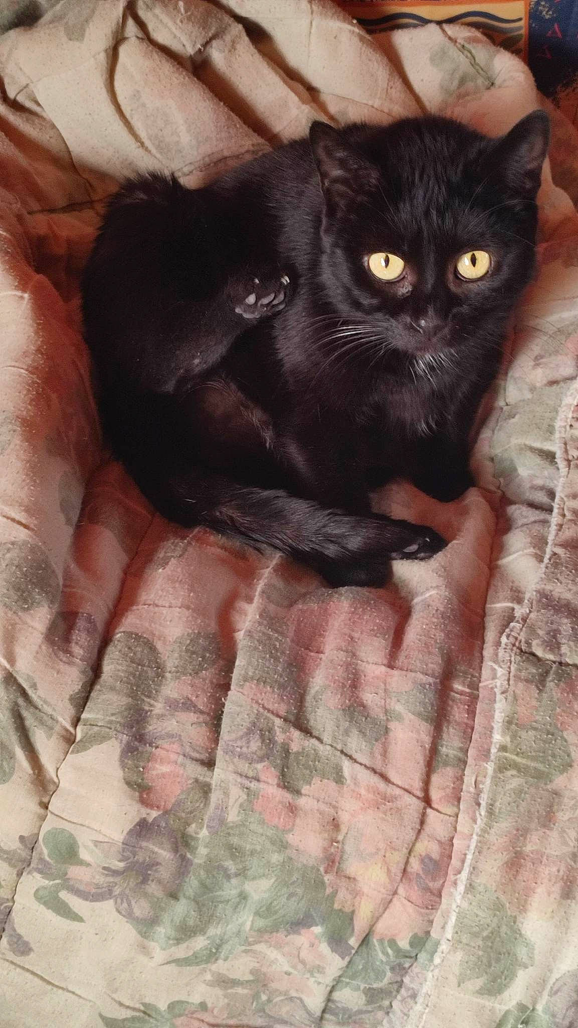 Lilie a rejoint le concours — aidez-le/la à gagner de superbes lots ! black_cat, bombay, carnivore, cat, claw, comfort, domestic_short_haired_cat, felidae, fur, gesture, linens, pattern, paw, pet_supply, small_to_medium_sized_cats, snout, tail, terrestrial_animal, whiskers