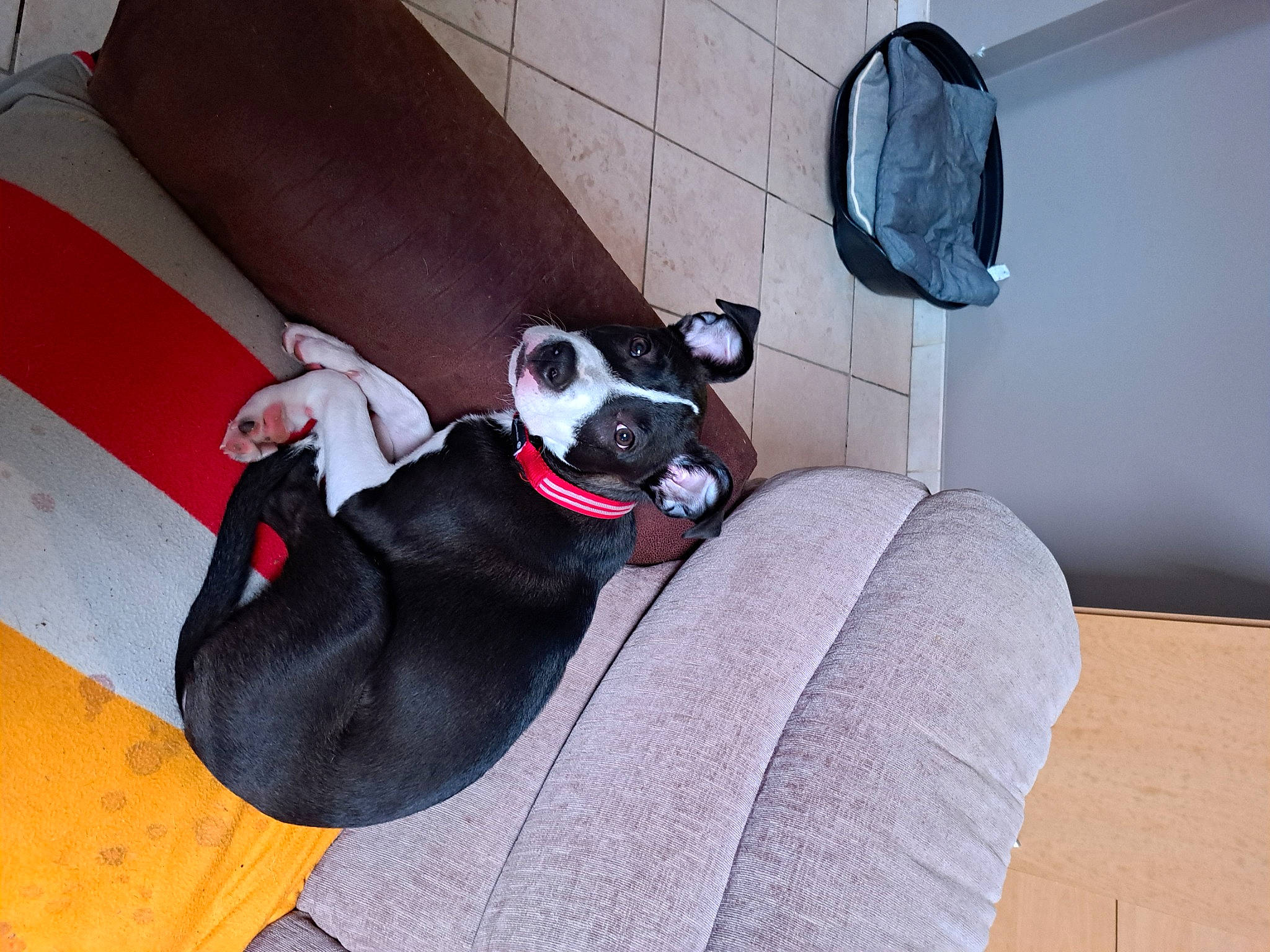 Buck participe au concours pour gagner de l'argent avec cette photo : canidae, carmine, carnivore, collar, comfort, companion_dog, couch, dog, dog_breed, dog_supply, fawn, flooring, hardwood, human_leg, magenta, pet_supply, sporting_group, tail, thigh, working_animal