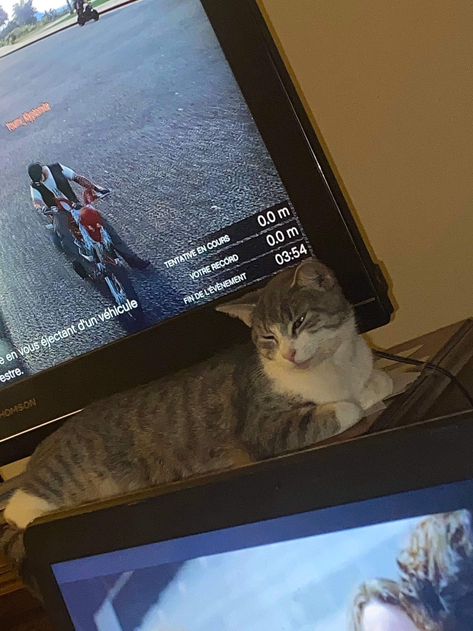 Nougat participe au concours pour gagner de l'argent avec cette photo : carnivore, cat, felidae, small_to_medium_sized_cats, whiskers