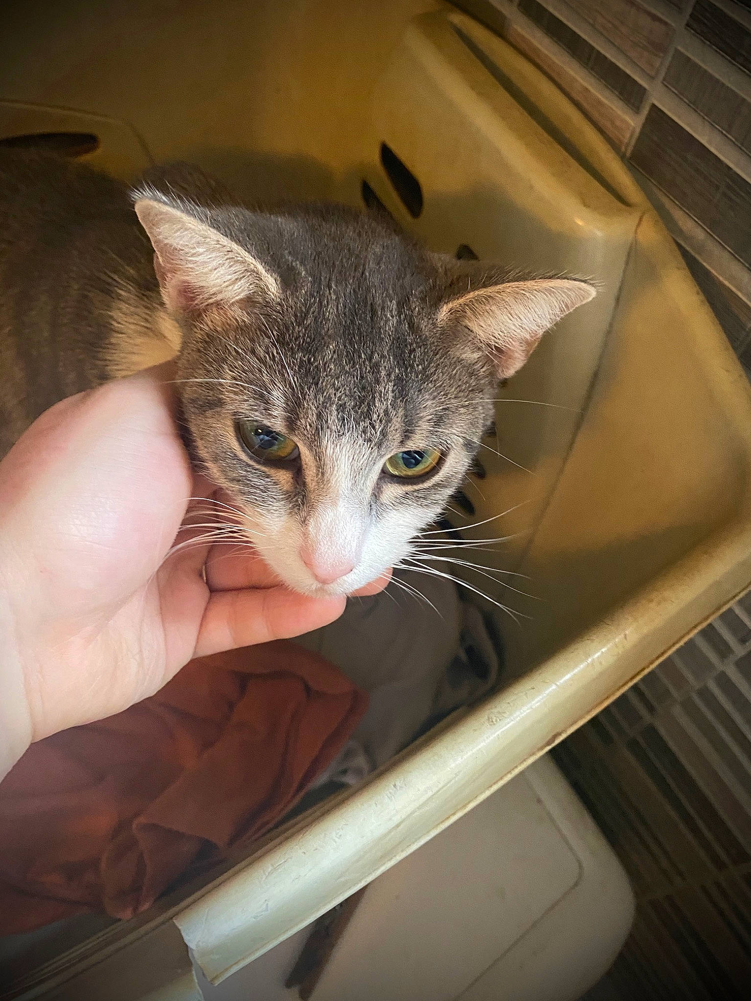 Nougat a rejoint le concours — aidez-le/la à gagner de superbes lots ! american_shorthair, asian, carnivore, cat, chausie, domestic_short_haired_cat, dragon_li, ear, european_shorthair, eye, felidae, fur, kitten, mammal, ojos_azules, small_to_medium_sized_cats, tabby_cat, washing, whiskers