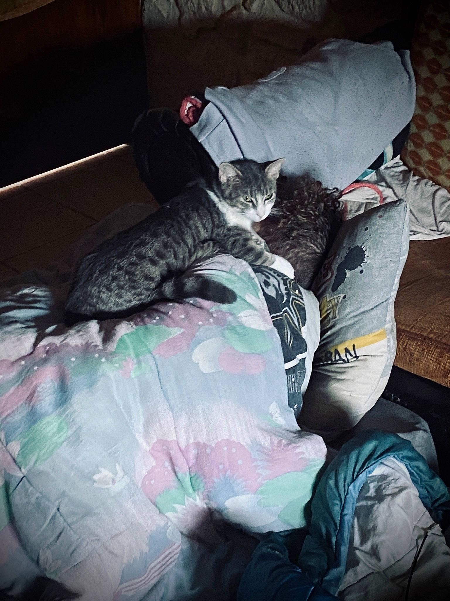 Nougat participe au concours pour gagner de l'argent avec cette photo : bed, cat, comfort, cool, fur, furniture, human, leg, linens, nap, sitting, sleep, textile