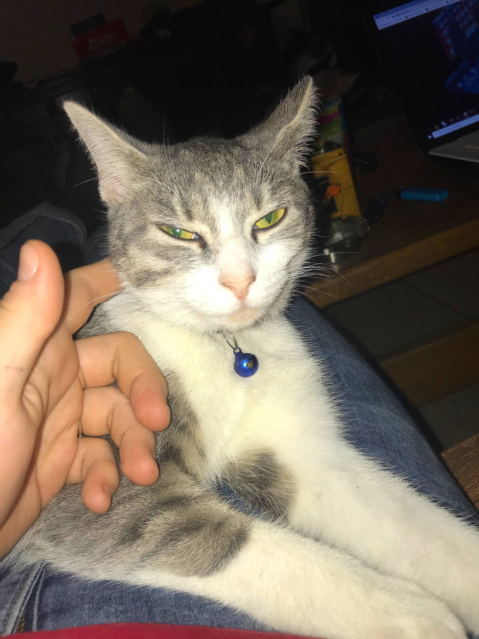 Nougat a rejoint le concours — aidez-le/la à gagner de superbes lots ! aegean_cat, american_shorthair, american_wirehair, asian, carnivore, cat, domestic_short_haired_cat, ear, european_shorthair, eye, felidae, kitten, mammal, norwegian_forest_cat, ojos_azules, polydactyl_cat, small_to_medium_sized_cats, tabby_cat, whiskers