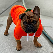 Sancho joined the competition — help win amazing prizes! animal, black_nose, brown_fur, bulldog, casual, closeup, concrete, costume, cute, dog, ears, hoodie, leash, looking_at_camera, orange_clothing, outdoor, paws, pet, portrait, standing