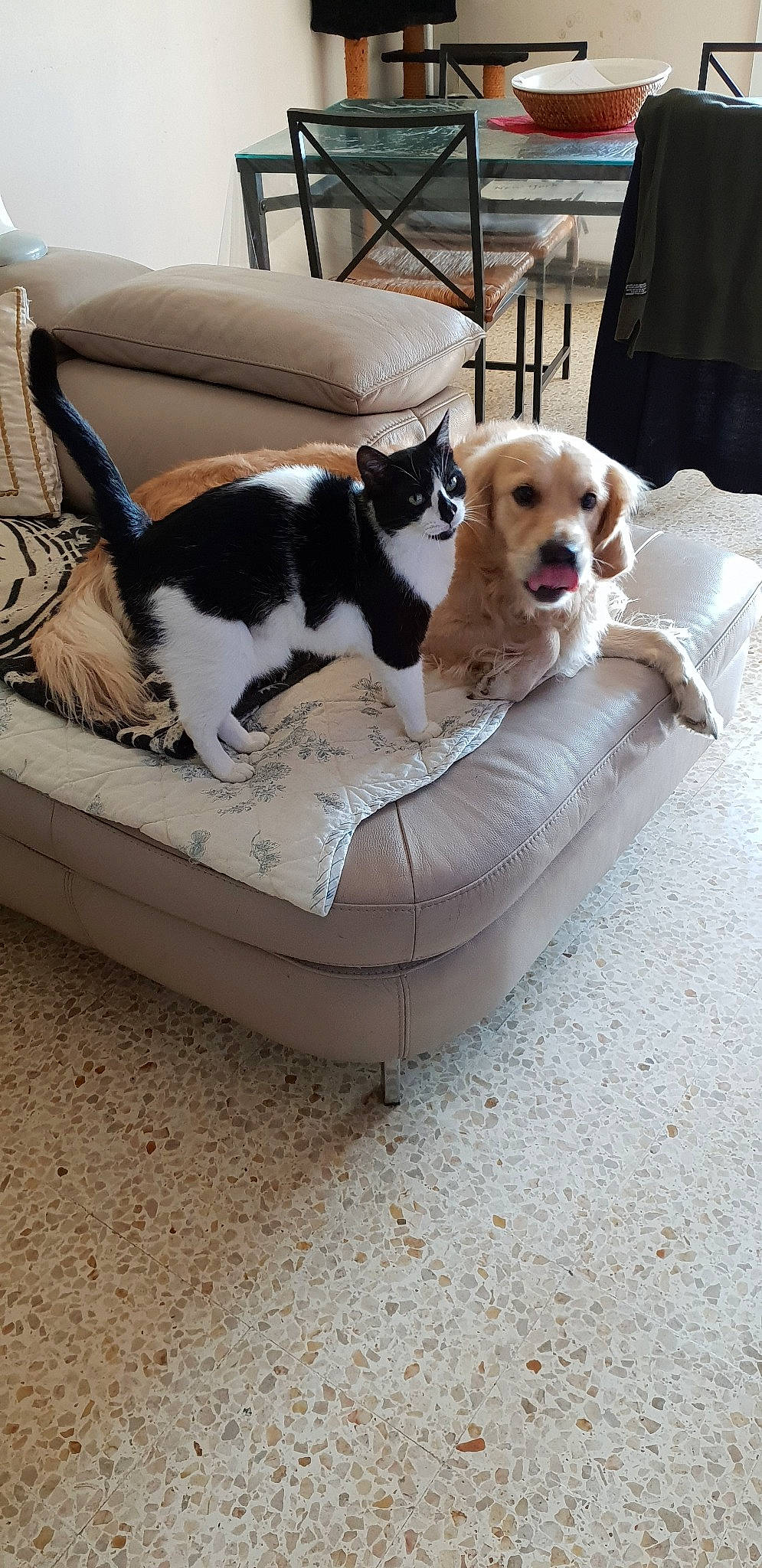 Laïa a rejoint le concours — aidez-le/la à gagner de superbes lots ! canidae, carnivore, companion_dog, dog, dog_bed, dog_breed, dog_supply, fox_terrier, puppy, spaniel, sporting_group