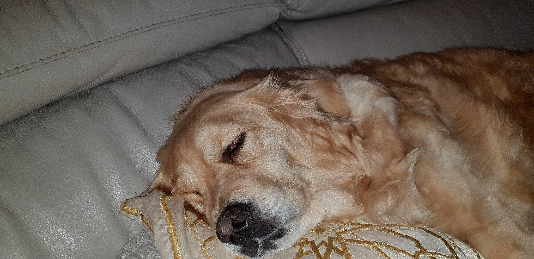 Laïa a rejoint le concours — aidez-le/la à gagner de superbes lots ! canidae, carnivore, companion_dog, dog, dog_breed, fawn, fur, golden_retriever, hovawart, mammal, retriever, snout, sporting_group, vertebrate