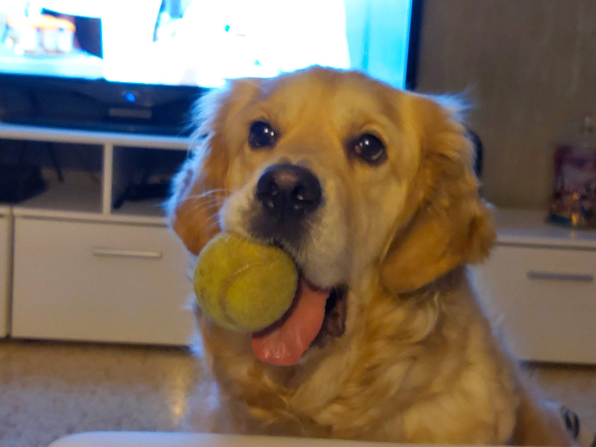 Laïa participe au concours pour gagner de l'argent avec cette photo : canidae, carnivore, companion_dog, dog, dog_breed, dog_toy, eye, fawn, golden_retriever, mammal, nose, puppy, rare_breed_dog, retriever, snout, sporting_group, tennis_ball, whiskers