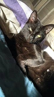 Bueno participe au concours pour gagner de l'argent avec cette photo : american_shorthair, asian, black_cat, burmese, carnivore, cat, domestic_short_haired_cat, european_shorthair, felidae, havana_brown, kitten, korat, nebelung, oriental_longhair, small_to_medium_sized_cats, snout, tabby_cat, tail, whiskers