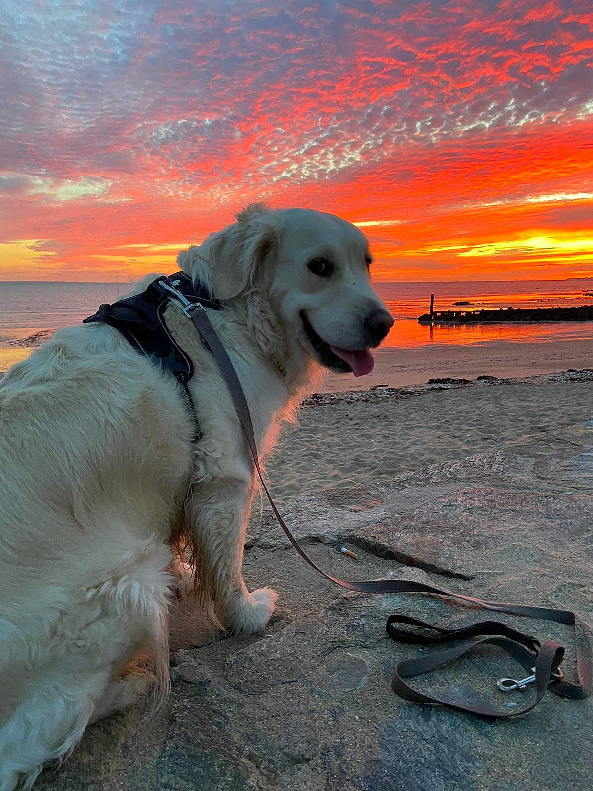 Roxy a rejoint le concours — aidez-le/la à gagner de superbes lots ! beach, canidae, carnivore, cloud, collar, companion_dog, dog, dog_breed, dog_collar, horizon, landscape, ocean, pet_supply, plant, sand, sky, snout, sporting_group, sunrise, water