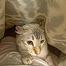 Donut joined the competition — help win amazing prizes! animal, bedding, blanket, blue_eyes, cat, close_up, cozy, cream_fur, cuddly, ears, indoors, kitten, paws, pet, portrait, relaxed, sleepy, striped_fur, tabby, whiskers