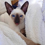 Yui participe au concours pour gagner de l'argent avec cette photo : animal, blanket, cat, kitten, pet, siamese, towel