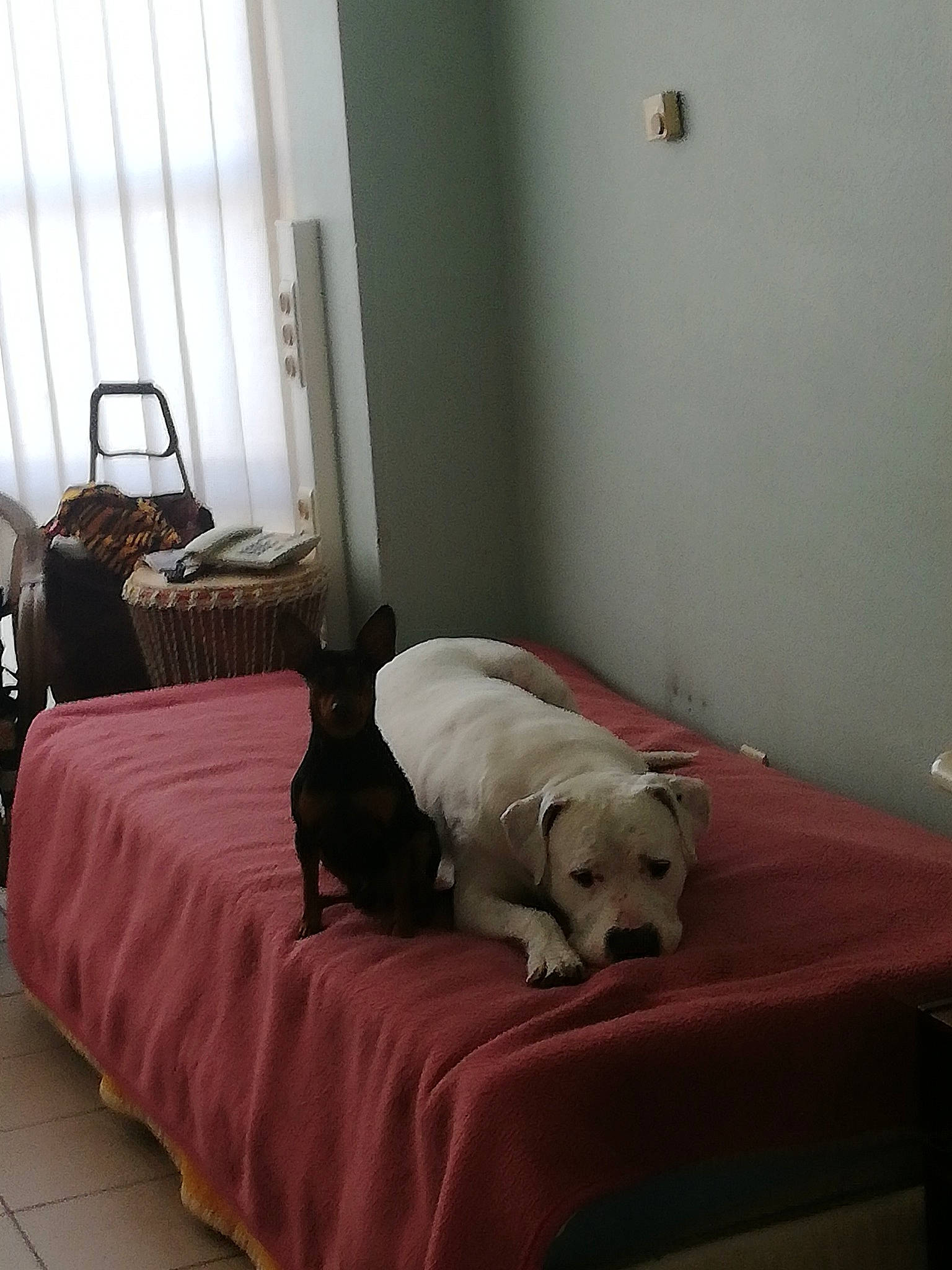 Paco a rejoint le concours — aidez-le/la à gagner de superbes lots ! bed, bed_frame, bedding, bedroom, carnivore, comfort, companion_dog, curtain, dog, dog_breed, fawn, floor, flooring, grey, hardwood, linens, luggage_and_bags, mammal, room, wood