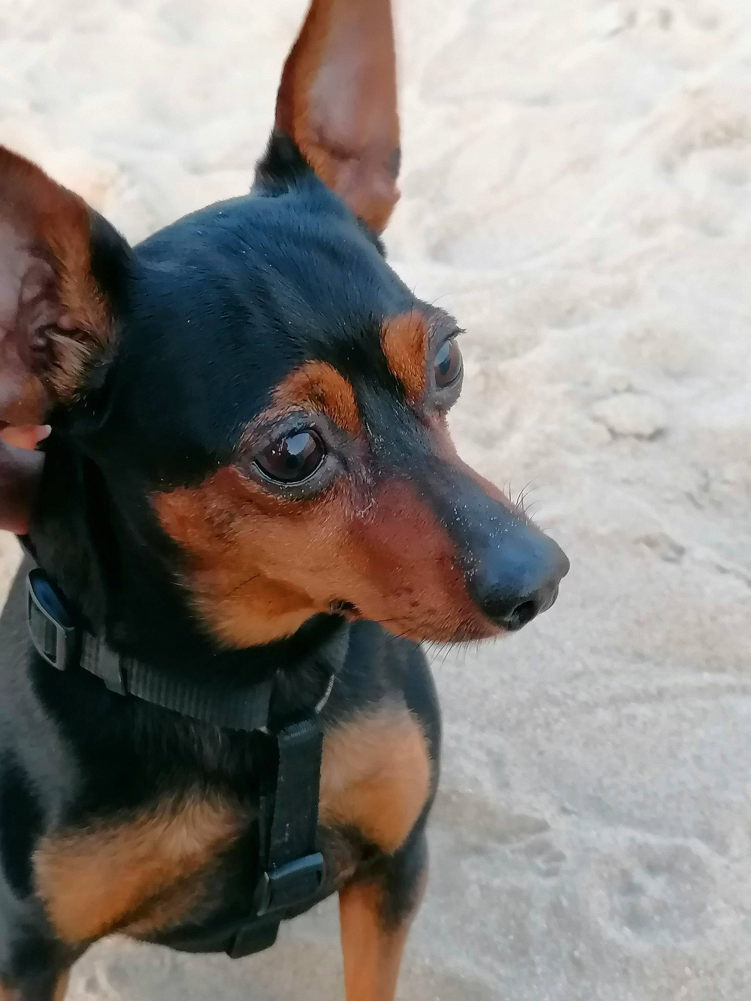 Paco a rejoint le concours — aidez-le/la à gagner de superbes lots ! canidae, carnivore, collar, companion_dog, dog, dog_breed, dog_collar, ear, fawn, fur, guard_dog, hunting_dog, pinscher, prazsky_krysarik, snout, sporting_group, toy_dog, whiskers, working_animal, working_dog