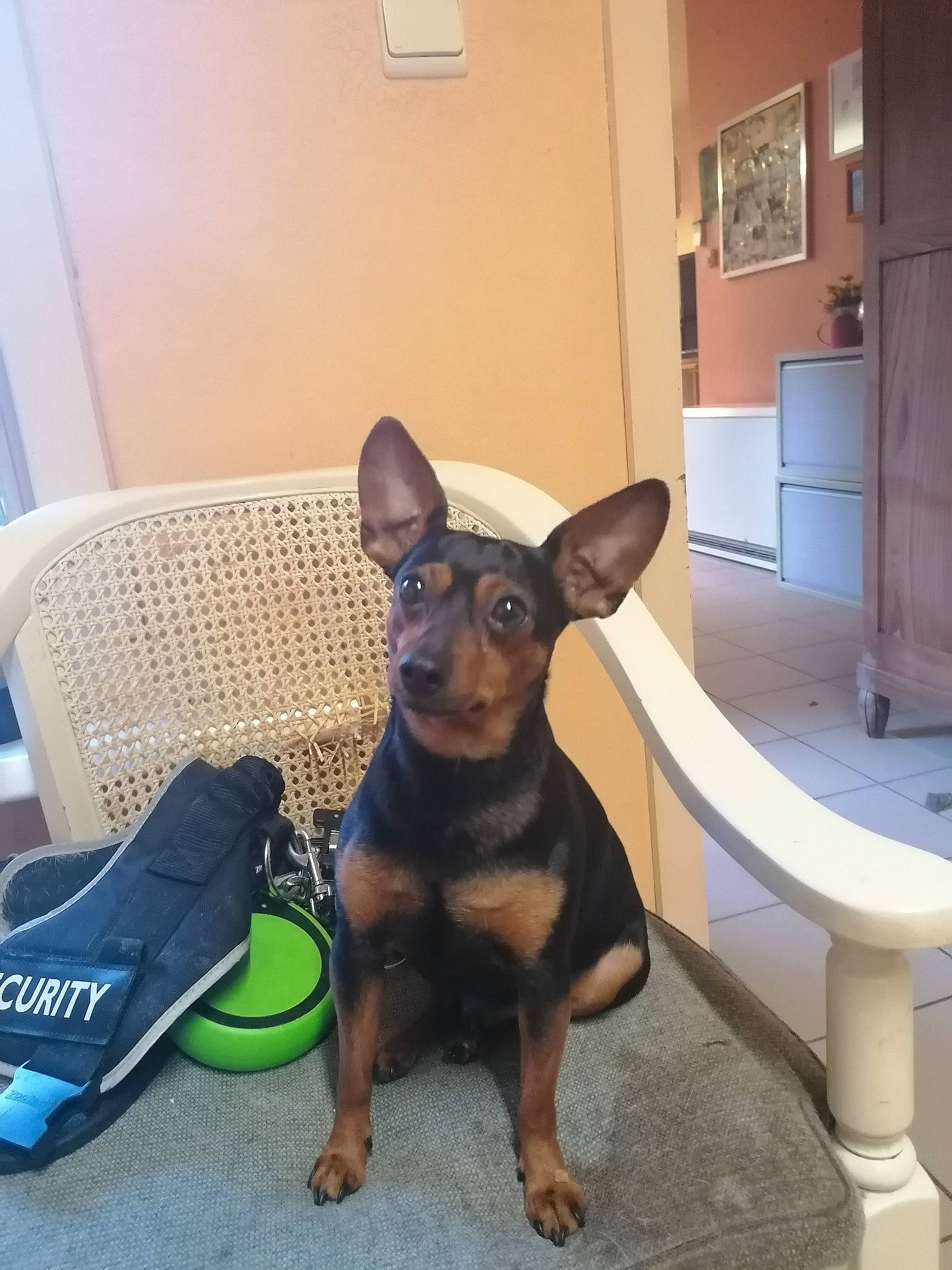 Paco a rejoint le concours — aidez-le/la à gagner de superbes lots ! canidae, carnivore, comfort, companion_dog, dog, dog_breed, dog_supply, ear, fawn, flooring, guard_dog, picture_frame, pinscher, prazsky_krysarik, russkiy_toy, snout, sporting_group, toy_dog, working_animal, working_dog