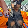 dog, black_and_tan, harness, grass, hand, purple_nails, leash, blanket, orange_fabric, outdoor, pet, animal, sitting, closeup, face, ears, grass_blade, person, resting, summer