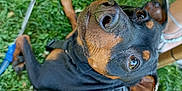 Gamin a rejoint le concours — aidez-le/la à gagner de superbes lots ! animal, black_and_tan, canine, closeup, collar, cute, doberman, dog, feet, grass, leash, looking_up, nature, outdoor, pet, puppy, resting, sandals, summer, young_dog