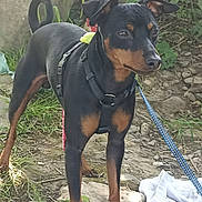Gamin participe au concours pour gagner de l'argent avec cette photo : alert, animal, black, canine, collar, daylight, dog, ears, fur, grass, ground, harness, leash, nature, nose, outdoor, pet, rocks, standing, tan