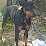 dog, black, tan, leash, harness, outdoor, grass, rocks, alert, pet, canine, nature, standing, fur, ears, nose, collar, ground, animal, daylight