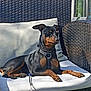 dog, black_and_tan, outdoor, wicker_chair, cushion, leash, sunlight, relaxed, pet, resting, animal, paws, collar, seat, furniture, daylight, canine, quiet, peaceful, rest