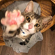 Lulu is registered to the contest to win money with this photo: cat, tabby, paw, basket, indoor, curious, closeup, pet, feline, whiskers, floor, wooden_floor, collar, pink_nose, ears, fur, domestic_cat, looking_up, gray_cloth, home
