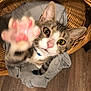 cat, tabby, paw, basket, indoor, curious, closeup, pet, feline, whiskers, floor, wooden_floor, collar, pink_nose, ears, fur, domestic_cat, looking_up, gray_cloth, home