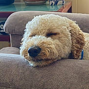 Archie joined the competition — help win amazing prizes! dog, sleeping, curly_hair, couch, furniture, indoor, resting, nose, closed_eyes, relaxed, cozy, pet, fur, home, calm, soft, closeup, animal, mammal, companion