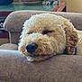 dog, sleeping, curly_hair, couch, furniture, indoor, resting, nose, closed_eyes, relaxed, cozy, pet, fur, home, calm, soft, closeup, animal, mammal, companion