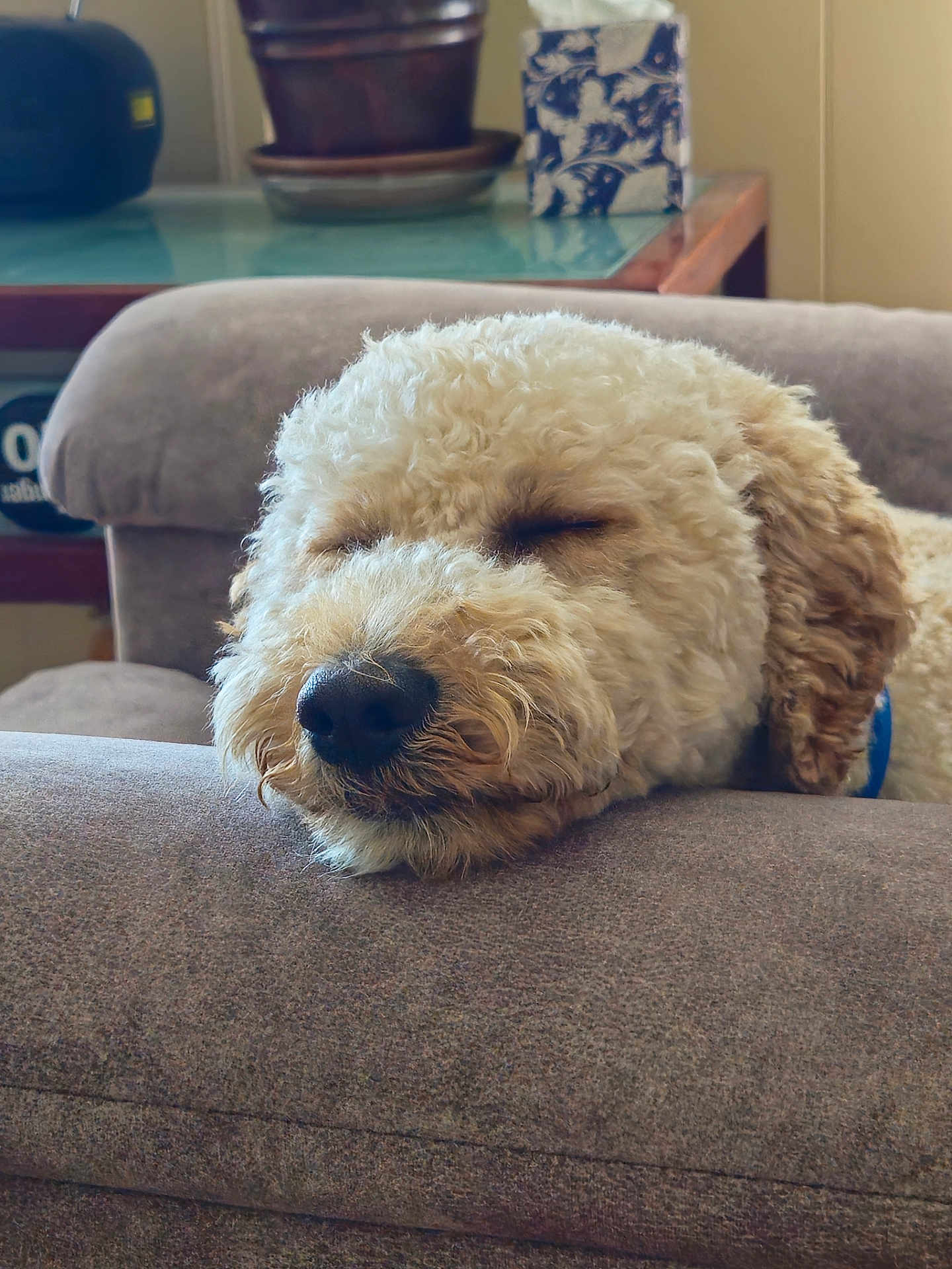 Archie joined the competition — help win amazing prizes! dog, sleeping, curly_hair, couch, furniture, indoor, resting, nose, closed_eyes, relaxed, cozy, pet, fur, home, calm, soft, closeup, animal, mammal, companion