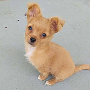 Bruno is registered to the contest to win money with this photo: adorable, animal, companion, cute, dog, ears, floor, fur, looking_up, nose, outdoor, paws, pet, puppy, sitting, small_dog, tail, tan_fur, whiskers, young_dog