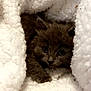 animal, blanket, cat, cozy, curious, cute, face, fur, gray_cat, indoor, kitten, nest, paw, pet, resting, sleepy, small, soft, whiskers, white_blanket